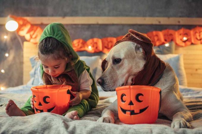 Chien, Canidés, Race de chien, Chien de compagnie, Carnivore, Whippet, Fauve, Lévrier italien, 