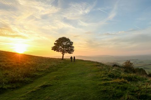 Couple, marche, passé, solitaire, arbre