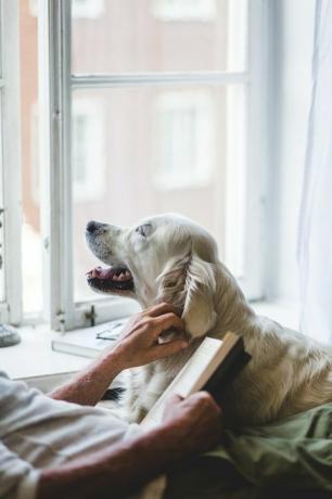 midsection of senior man stroking dog tout en tenant un livre sur le lit à la maison