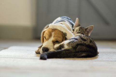 chien beagle et chat moggie ayant un câlin