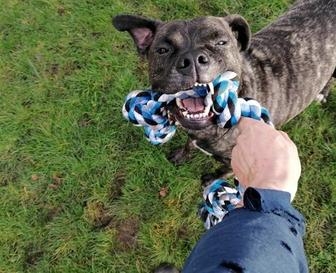 le chien le plus solitaire a besoin d'une nouvelle maison