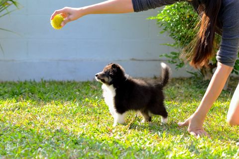 Chiot en formation