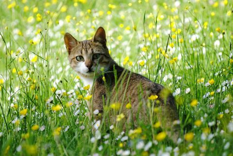 Chat dans l'herbe