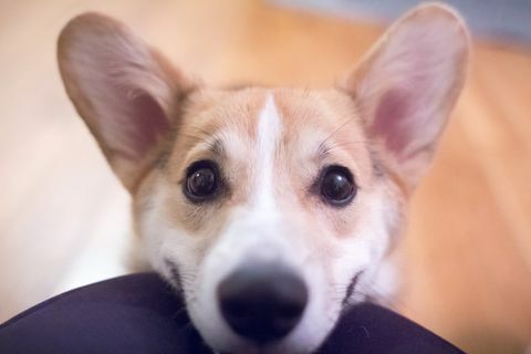 Chiot Corgi