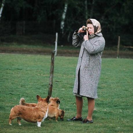 windsor, royaume-uni reine elizabeth ii photographiant ses corgis au parc de windsor en 1960 à windsor, angleterre photo par anwar husseingetty images