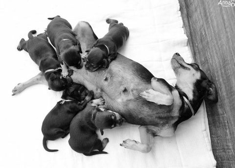 Le chien enceinte qui a secoué sa séance photo de maternité avait ses chiots