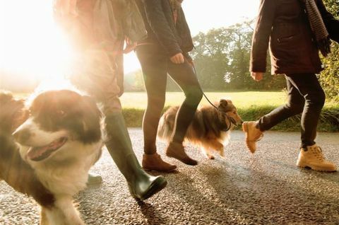 chiens promener des amis