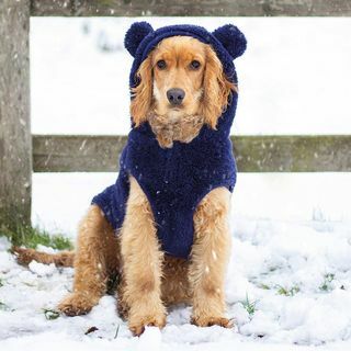 Sweat à capuche Teddy Bear Dog - Grand