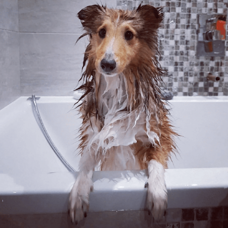 chiens dans les bains images amusantes