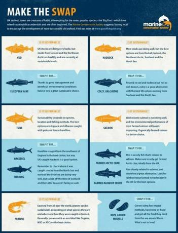 Guide des poissons de la Marine Conservation Society