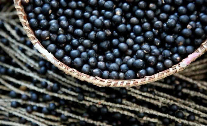 Panier avec des fruits d'açaï (Euterpe oleracea) dans la région amazonienne, au Brésil