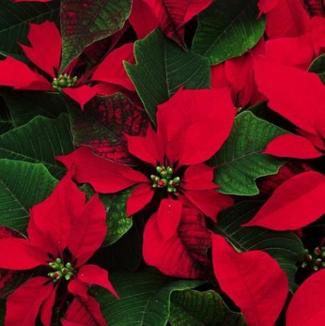 poinsettias