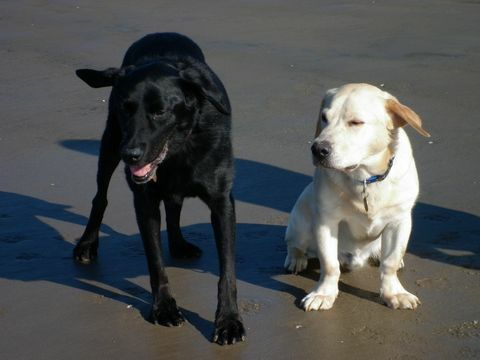 Stumpy the Labrador