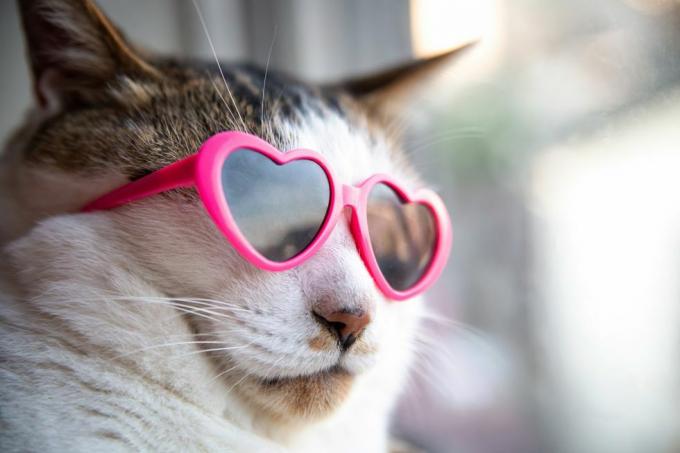 chat portant des lunettes de soleil en forme de coeur