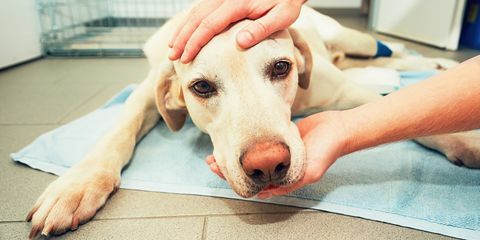 Chien chez les vétérinaires