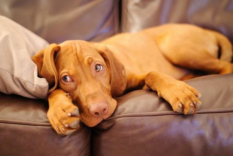 canapé pour chien