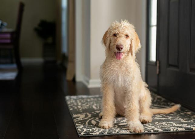 jeune labradoodle jaune et crème assis sur un tapis d'entrée regardant la caméra