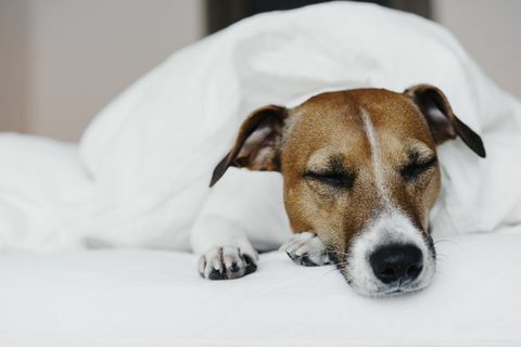 jack russell terrier au lit