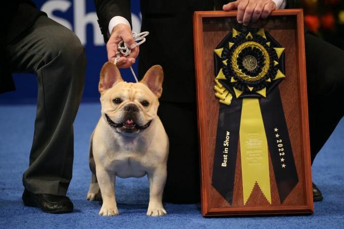 l'exposition canine nationale présentée par purina saison 21