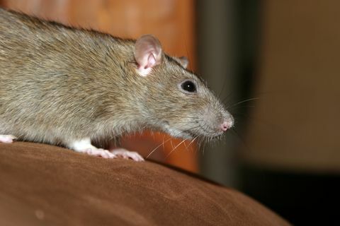 Comment se débarrasser des rats à la maison - Conseils d'experts