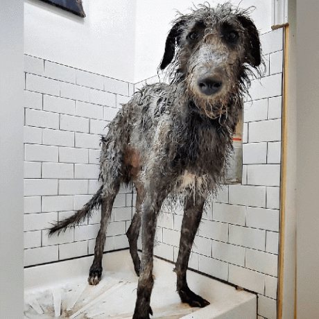 chiens dans les bains images amusantes