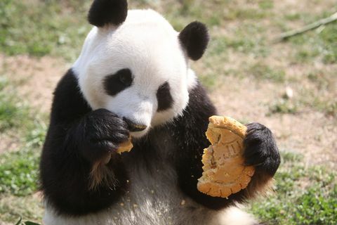 panda manger mooncake