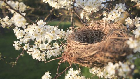 Les oiseaux nichent dans un arbre en fleurs au printemps