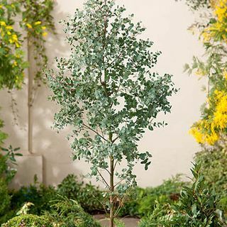 Arbre d'eucalyptus de 5 pieds | Casserole 9L | Eucalyptus gunii