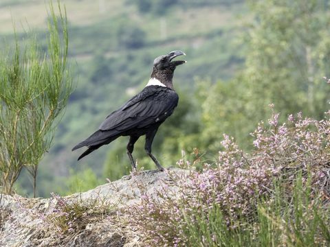 Corbeau à cou blanc (Corvus albicollis), perché sur un rocher