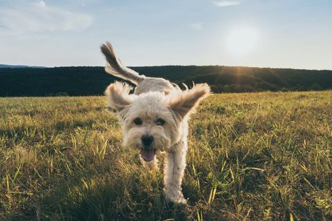 Portrait de chien marchant sur l'herbe contre le ciel