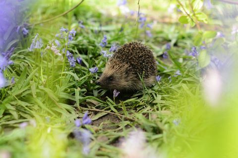 Hérisson dans un jardin jacinthes