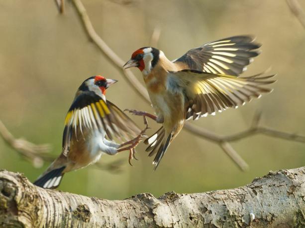 photographie d'oiseaux jardin faune