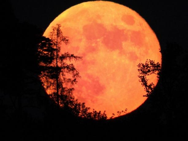 grande pleine lune orange avec des silhouettes d'arbres devant elle