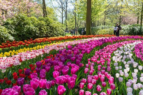 Jardins de Keukenhof en Hollande en pleine floraison - le meilleur moment pour visiter
