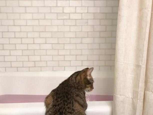 chat regardant dans une baignoire remplie d'eau