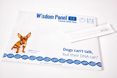 Kit ADN pour chien Wisdom Panel, PVC 75 €