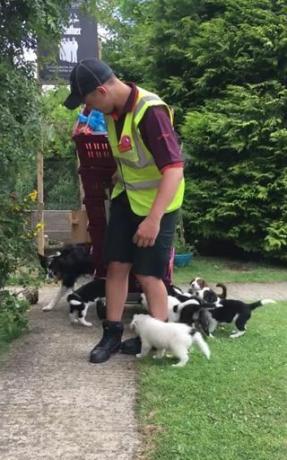 Le chauffeur-livreur de Sainsbury est pris en embuscade par une portée de chiots