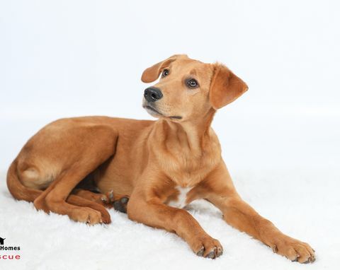 Chien à la recherche d'une nouvelle maison