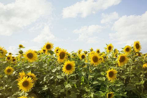 Champs de tournesol au Royaume-Uni