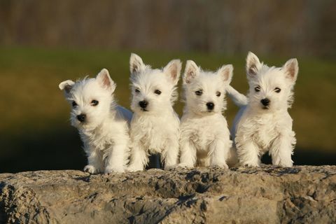 Chiots terrier de West Highland