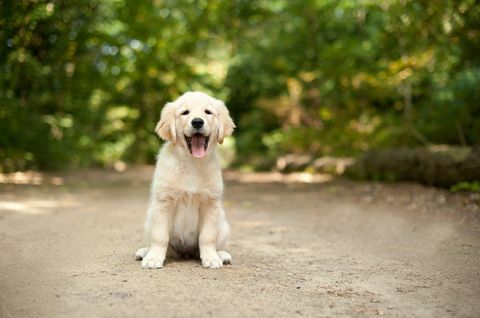 Chiot labrador assis sur un chemin forestier