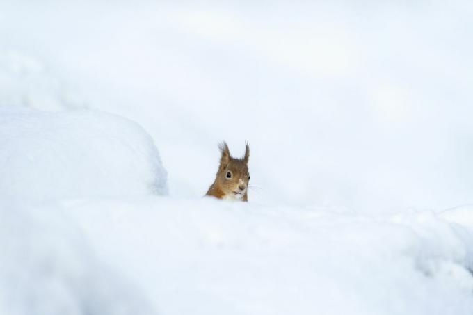animaux dans la neige uk