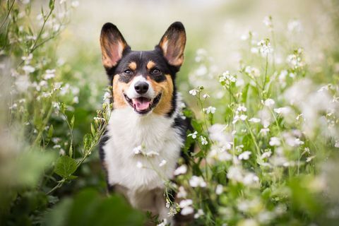 chien dans le pré