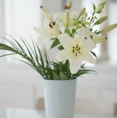 fleur de lys blanc dans un vase