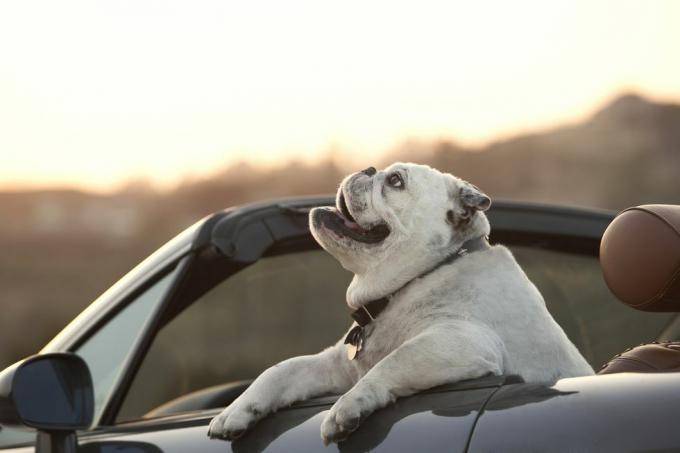 bouledogue assis dans une décapotable