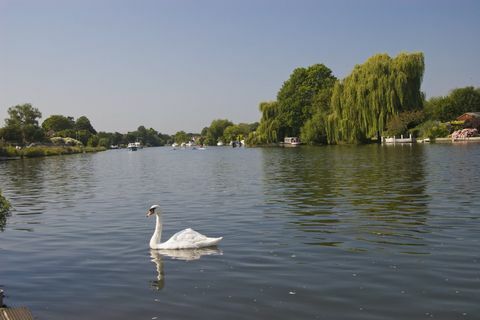 Swan sur la Tamise à Walton-on-Thames, Surrey, aux beaux jours avec un ciel bleu