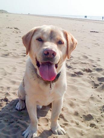 Stumpy le Labrador sur la plage