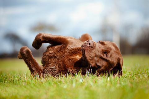 Chien labrador retriever brun roulant sur l'herbe