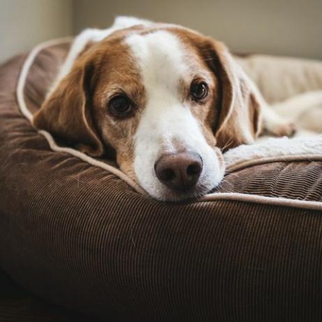 la seule pièce dans laquelle votre chien ne devrait pas être laissé seul, selon une nouvelle étude