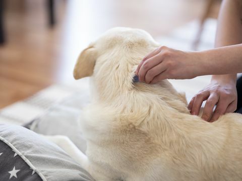 gouttes de gouttes de chien de puces et de tiques prises via une caméra de format moyen